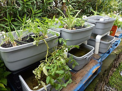 AquaPono Mini $99 Hawaiian Aquaponics System