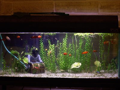 You can build this TROPICAL FISH AQUARIUM from Plans