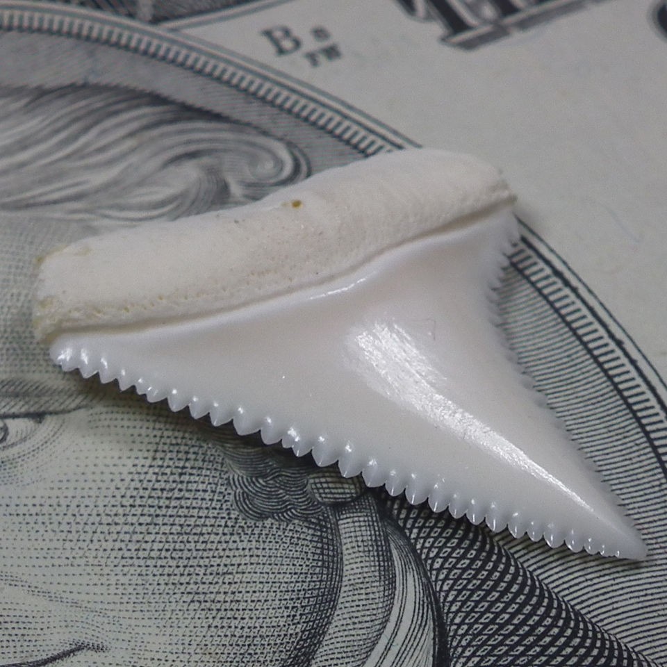   inch real modern great white shark tooth(teeth) —— jewelry shark