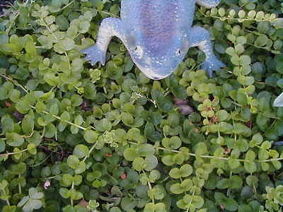 Creeping Jinny Fabulous in Hanging Pot or for Pond or Bog