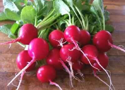 2,000 Radish Seeds Cherry Belle 23 days vegetable seeds