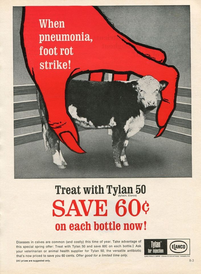 1968 Elanco Tylan 50 Cow Pneumonia & Foot Rot Antibiotic Ad