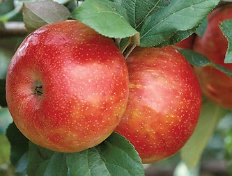 HONEYCRISP HONEY CRISP APPLE TREE SWEET JUICY TART APPLE TREE SEEDS 