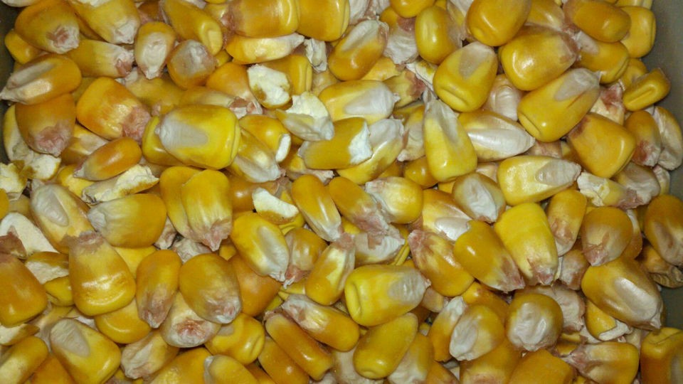 POUNDS WHOLE YELLOW CORN DEER SQUIRREL TURKEY CRAFT CHICKEN WILDLIFE 