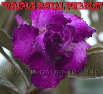   DESERT ROSE ROSY FLOWER  TRIPLE ROYAL PURPLE  20 SEEDS NEW RARE