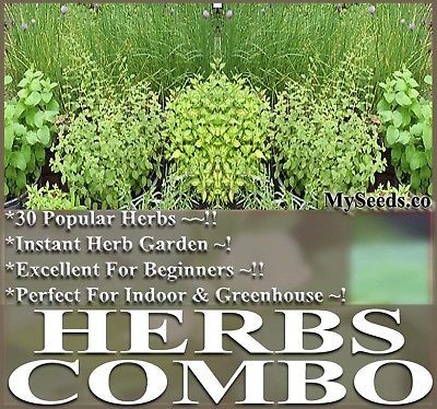 31 X HERBS COMBO ITALIAN BASIL CATNIP CHIVES LEMON DILL