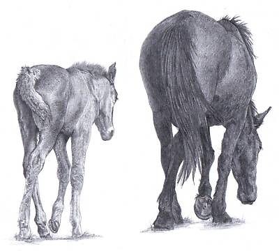 MARE & FOAL (2) Horse pencil art drawing picture Limited Edition print 