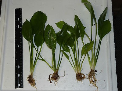    SWORD PLANT   NICE 6+ Plants for Tropical Fish Aquarium tank