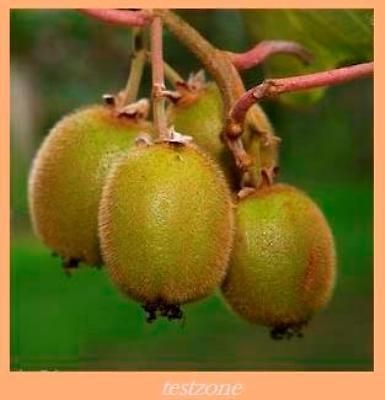 kiwi seeds in Seeds & Bulbs