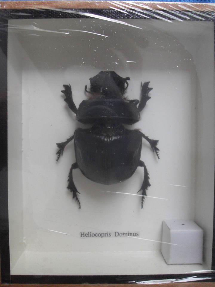 EGYPTIAN SCARAB DUNG BEETLE HELIOCOPRIS DOMINUS INSECT BIG BUG FRAMED 