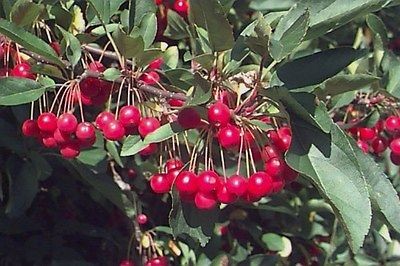 Sargents Crab apple, Malus sargentii, Tree Seeds on PopScreen