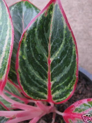 Aglaonema Variegated Dragon Fire Rare Plant Nice Item