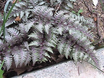   Yard, Garden & Outdoor Living  Flowers, Trees & Plants  Ferns