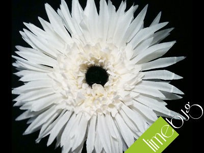   Beetle White Vivid Gerbera Dash Bud Vase Flower Cream Stem Head Medium