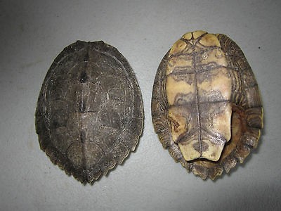 SMALL Common Snapping Turtle WHOLE Shells Taxidermy Coyote Skull Teeth 