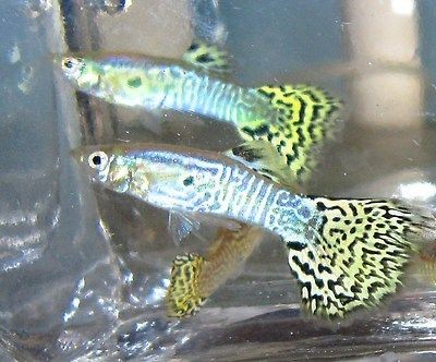 Yellow Cobra Male Guppies Live Freshwater Aquarium Fish