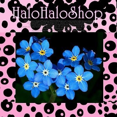 S031 600 SEEDS FORGET ME NOT MYOSOTIS ALPESTRIS SEA SKY BLUE Perennial 