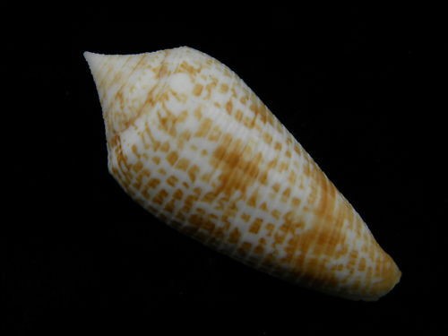 armadillo shell in Clothing, 