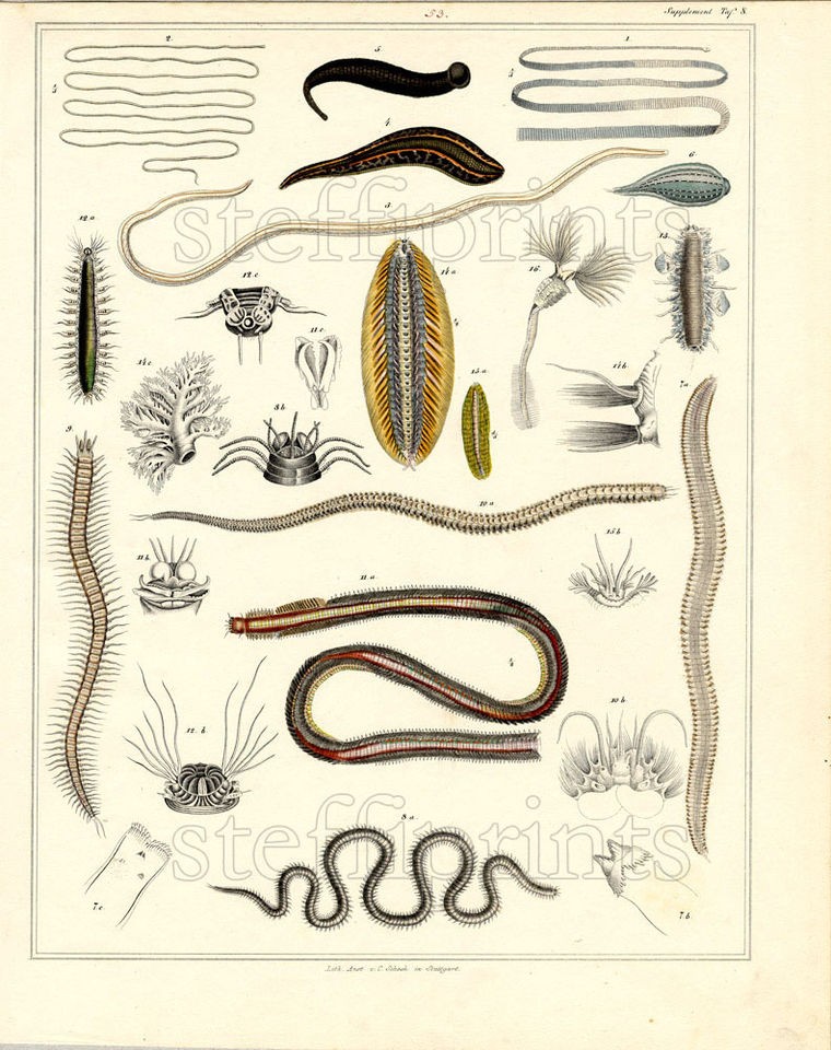 1843 OKEN HC LITHOGRAPH FOLIO worms, tape worm, leeches