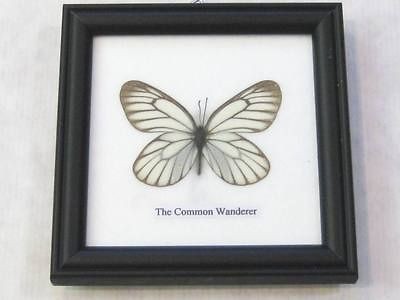 Real Butterflies Taxidermy Framed Collection #5025
