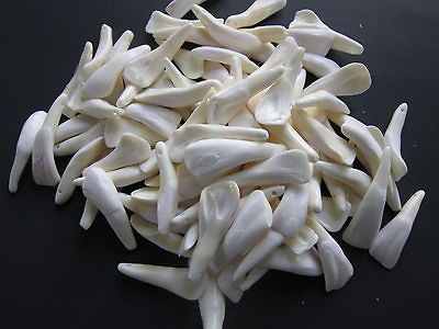 100 DRILLED BUFFALO TEETH BEADS JEWELRY CRAFTS TAXIDERMY