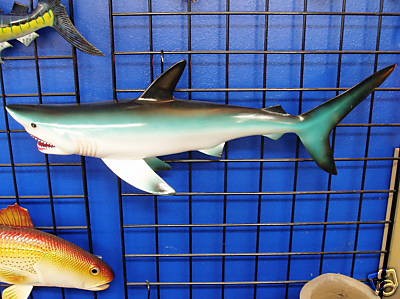 Sporting Goods  Outdoor Sports  Hunting  Taxidermy  Fish