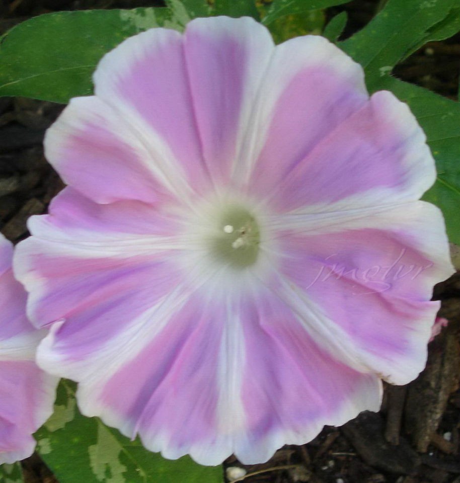 FUJI No MOMO Japanese Morning Glory Vine Seeds PALE PINK SPOKED