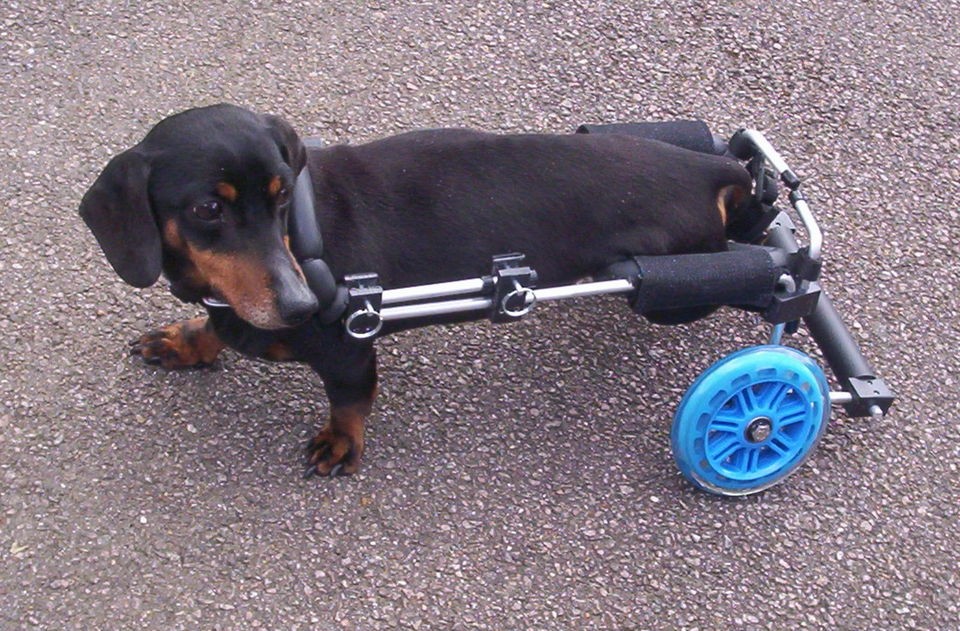 Wheels for Dogs, Dog Wheelchair UK made.