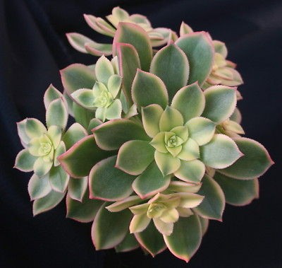 AEONIUM DECORUM VARIEGATA 6 growth with offsetsVariegated cream green 