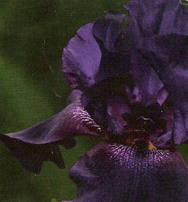 ONE BEAUTIFUL VERY DARK PURPLE SUPERSTITION TALL BEARDED IRIS