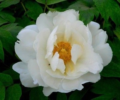 20 Seeds Chinese White Peony Flower Seed Beautiful Hot P1