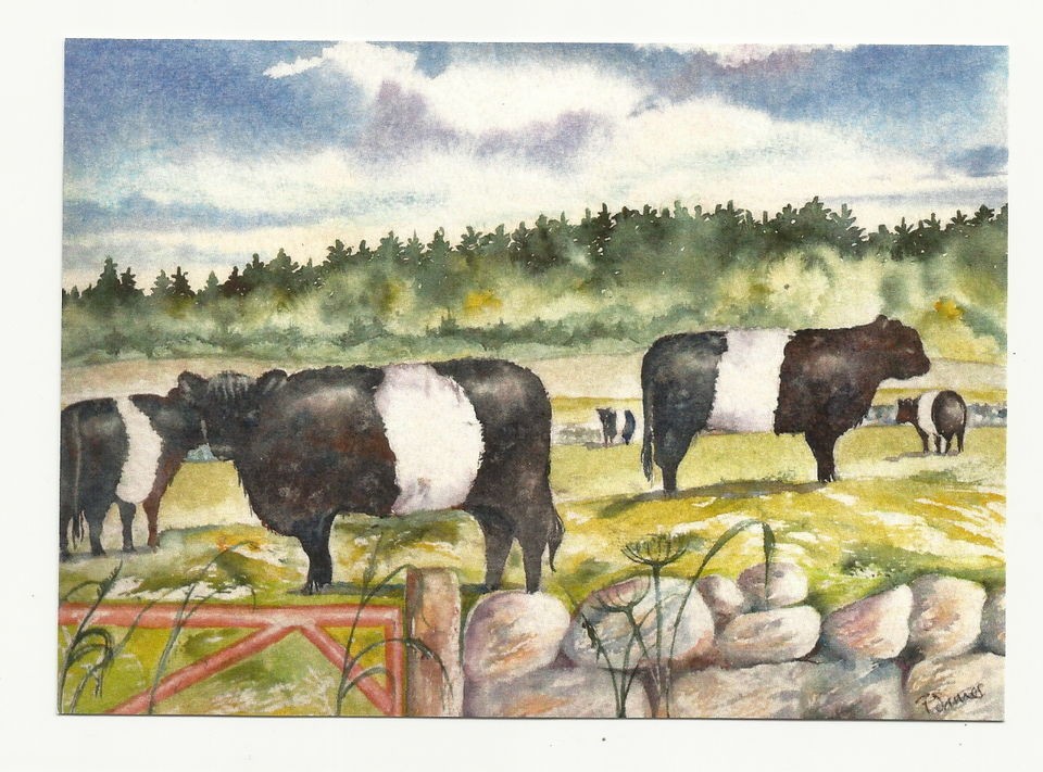 Splashpoint Postcards by Pauline James   Belted Galloway. Signed 