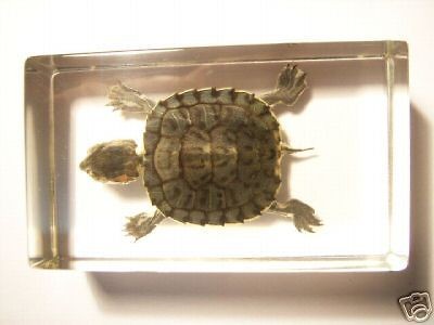 Turtle Specimen    Red eared Slider