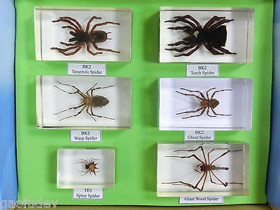 Spiders Specimen Collection Set (in Clear Lucite Block)