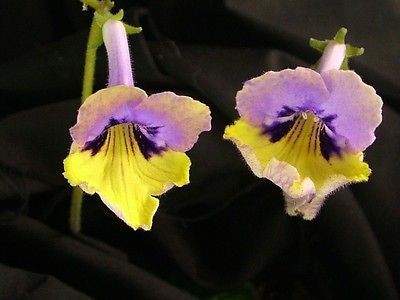 streptocarpus in Houseplants