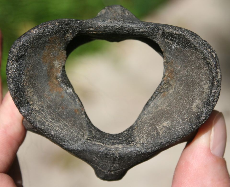 fossil vertebra in Vertebrates