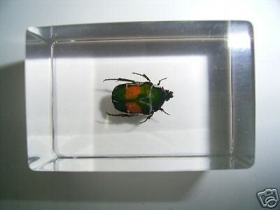 Flower Scarab Beetle Insect Specimen Lucite Paperweight