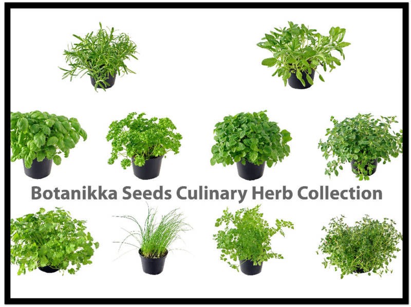 Make Your Own Herb Seed Collection BOTANIKKA SEEDS