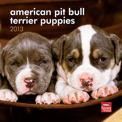 American Pit Bull Terrier Puppies 2013 Mini Wall Calen