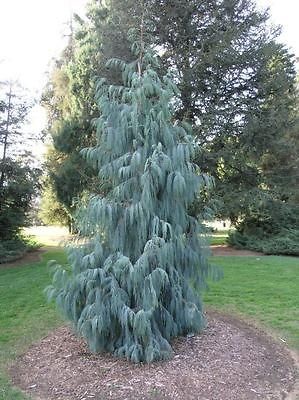   , Cupressus cashmeriana, Tree Seeds (Weeping Fragrant Evergreen