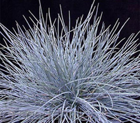 Festuca glauca “Blue Fescue Grass 100mg   100 seeds