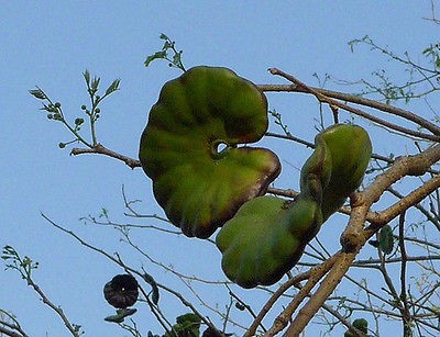 25 Seeds Enterolobium cyclocarpum Caro Caro, or Elephant Ear Tree