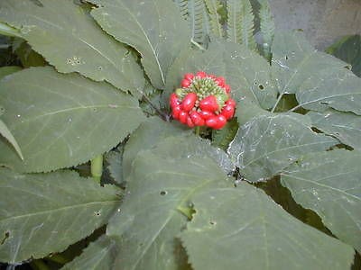   Stratified American GINSENG SEED grow your own wild ginseng plants