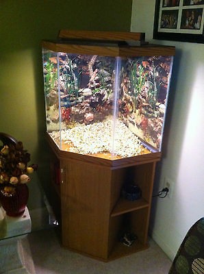 50 gallon fish tanks in Aquariums