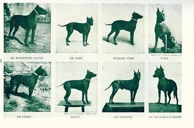 Dog Book 1st Ed. 1950 Toy Manchester Terrier by Dempsey