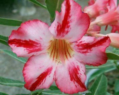 desert rose seeds in Seeds