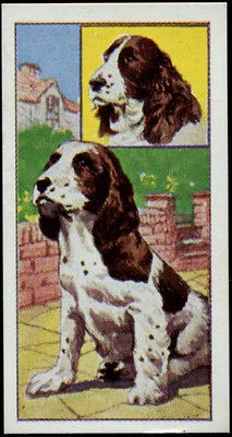 English Springer Spaniel 1967 original Molassine UK card. Free 