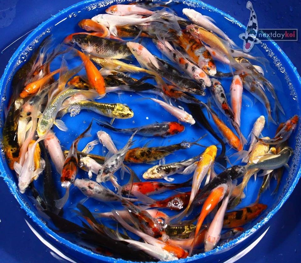   ASSORTED Butterfly & Standard Fin Live Koi fish pond garden NDK