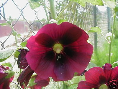 Burgandy Almost Black  Hollyhock  20 Seeds FREE S&H