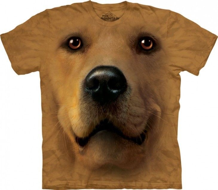 golden retriever in Clothing, 